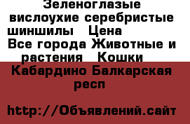 Зеленоглазые вислоухие серебристые шиншилы › Цена ­ 20 000 - Все города Животные и растения » Кошки   . Кабардино-Балкарская респ.